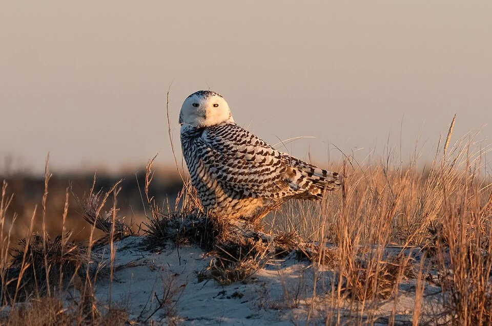 A snowy owl photographed at Jones Beach