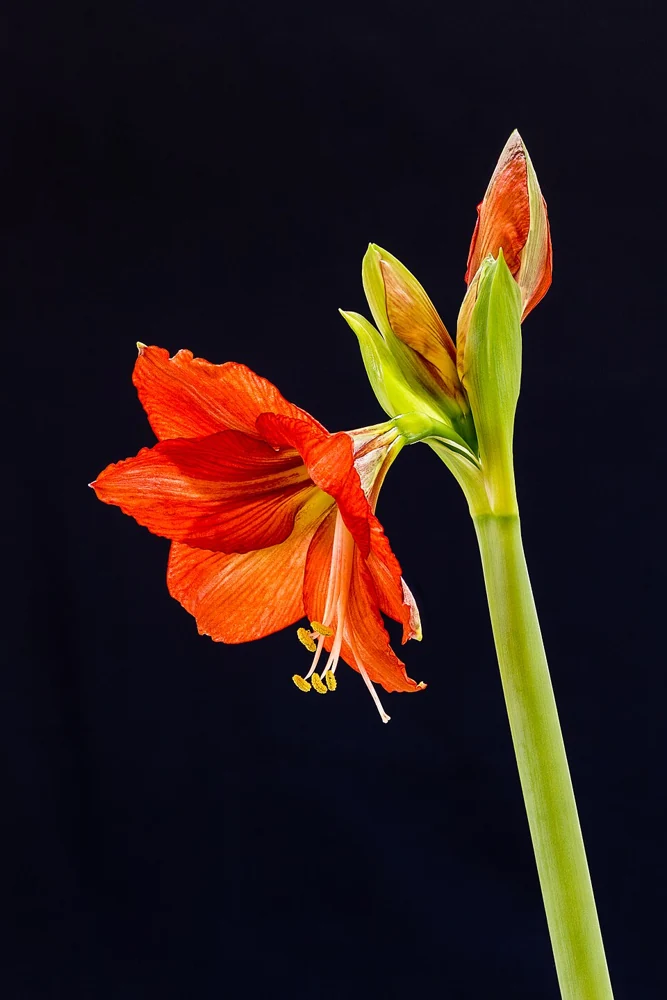 Orange-red Hippeastrum flowers against a dark background