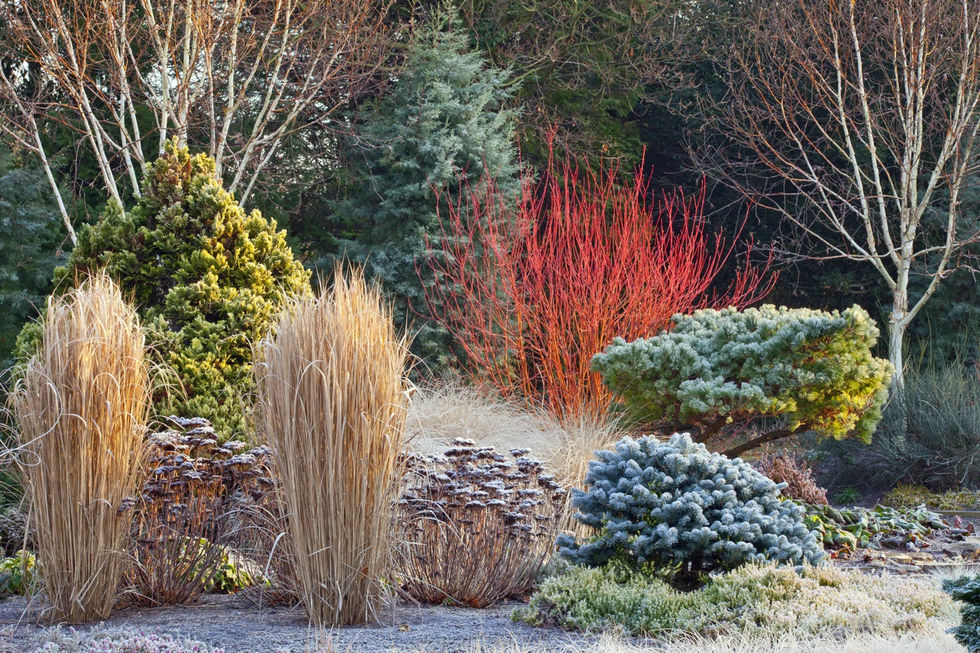 Winter garden border with grasses, red stems and evergreen planting